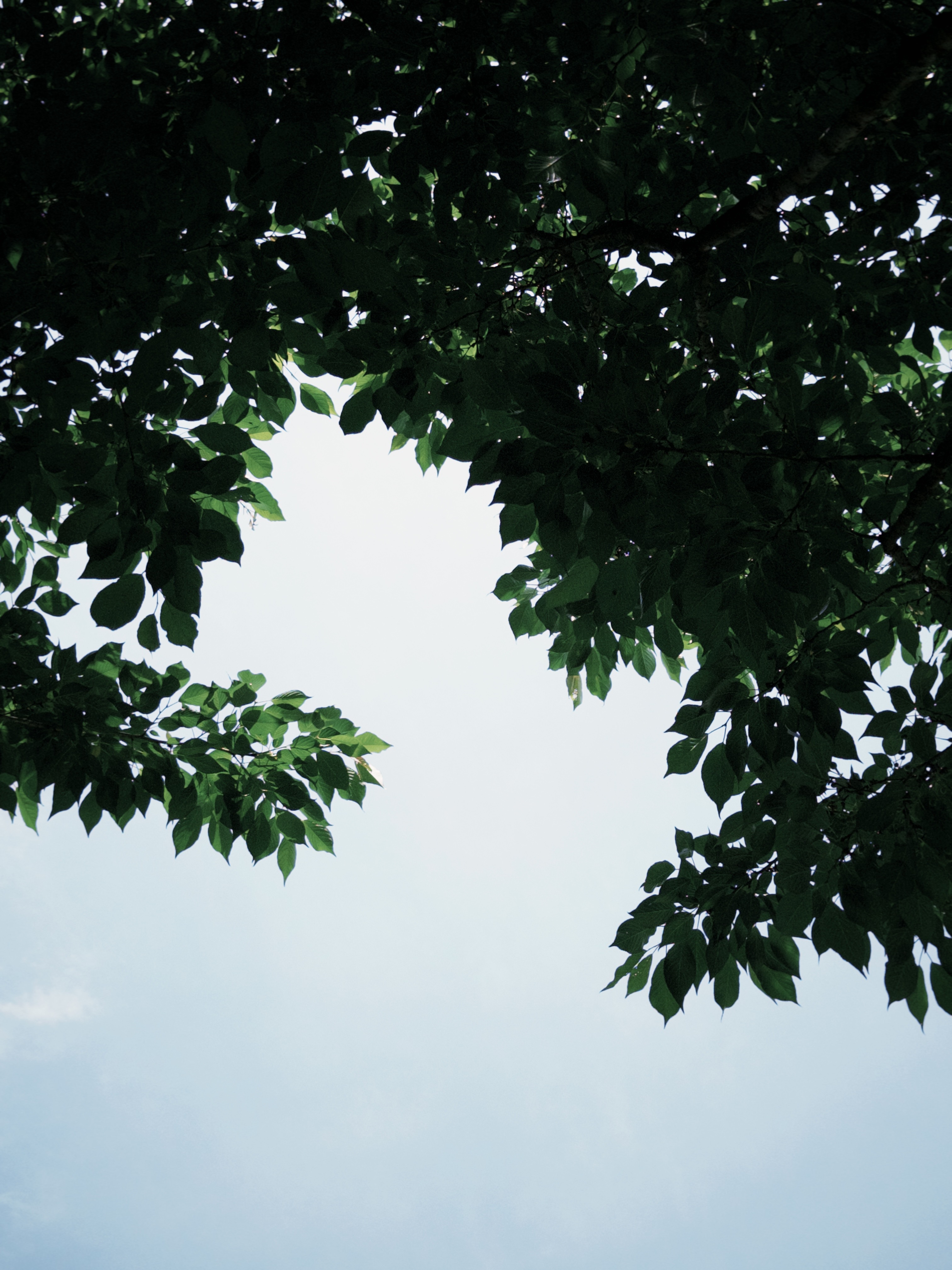 绿叶天空